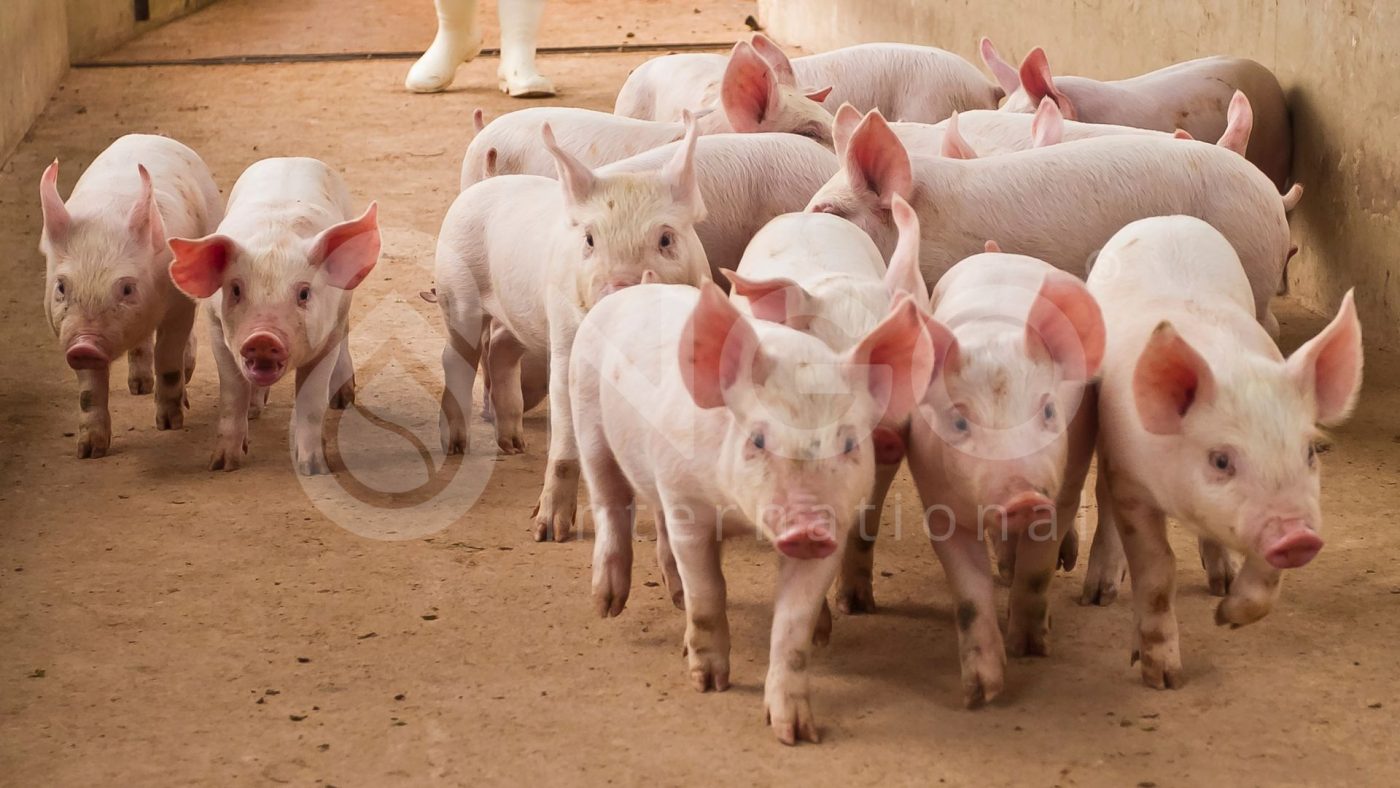 XỬ LÝ NƯỚC THẢI CHĂN NUÔI BẰNG CÔNG NGHỆ MỚI chan nuoi heo