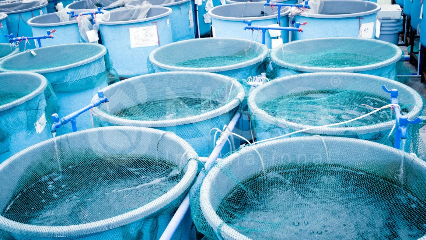 nuoi trong thuy hai san