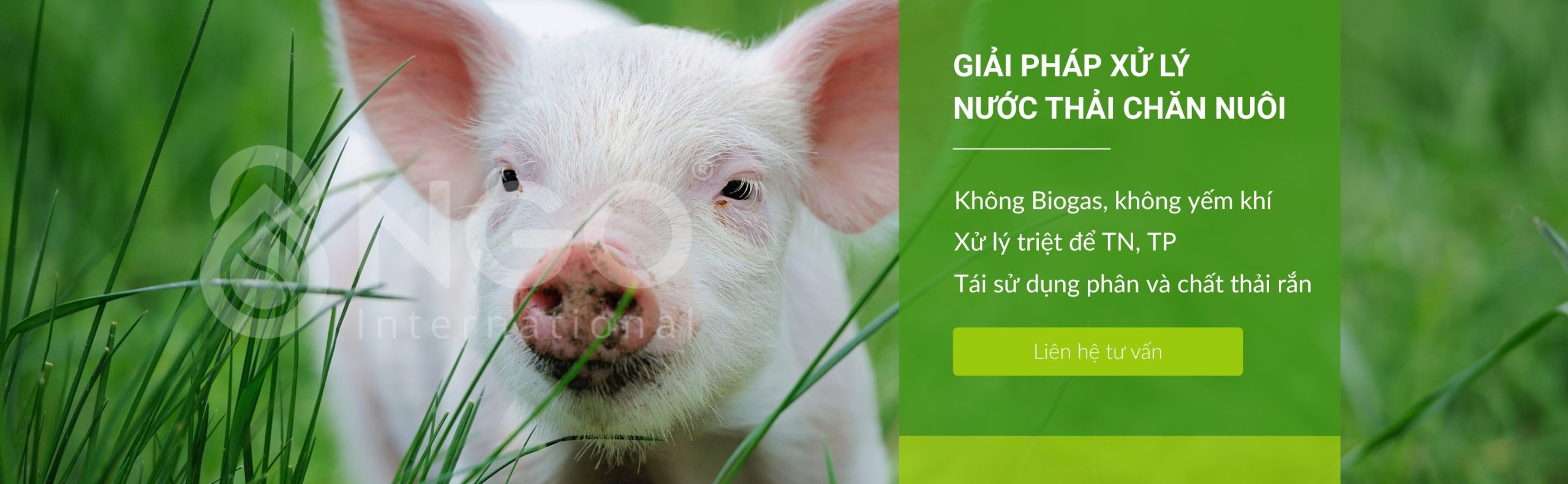 GIẢI PHÁP XỬ LÝ NƯỚC THẢI CHĂN NUÔI BẰNG CÔNG NGHỆ MỚI