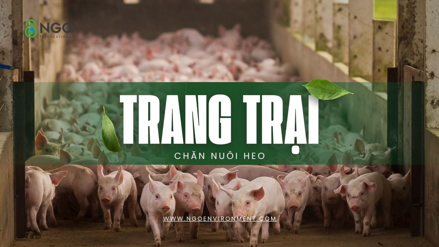 trang trai chan nuoi heo